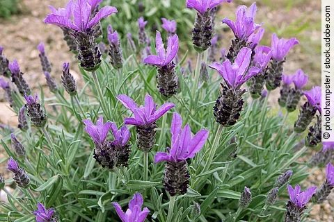 Schopflavendel in der Nahaufnahme auf einem Feld.