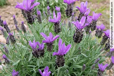 Schopflavendel in der Nahaufnahme auf einem Feld.