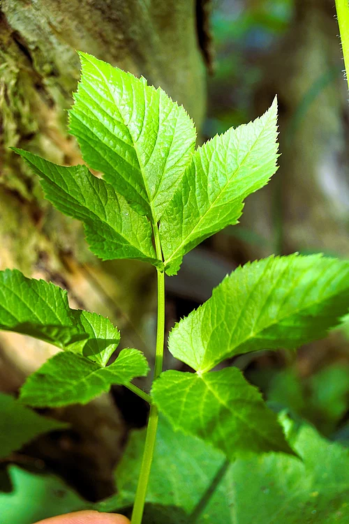 Giersch in der Natur