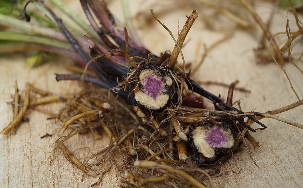 Aufgeschnittenes Rhizom der Nelkenwurz