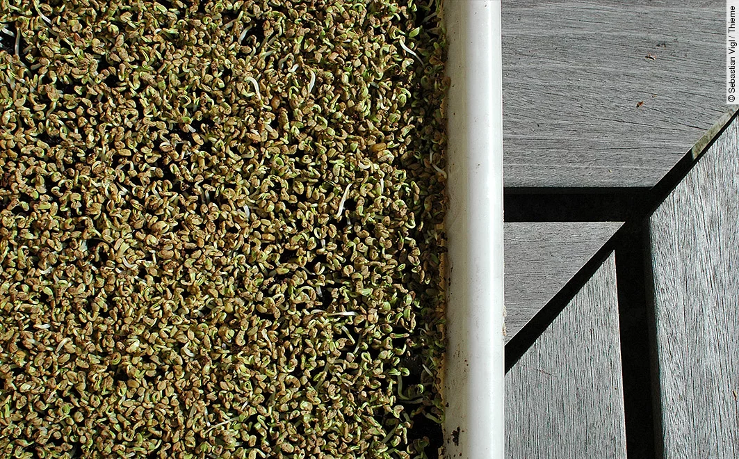 Nahaufnahme von keimendes Saatgut von Bockshornklee-Microgreens auf Holzbank