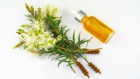 Teebaum: Zweig mit Blüte und Früchten, Fläschchen mit ätherischem Öl
