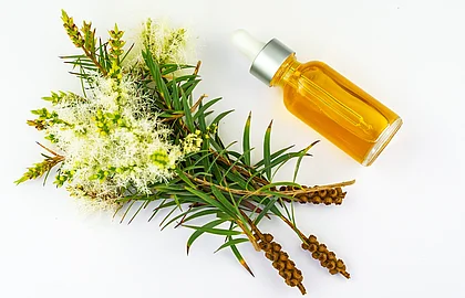 Teebaum: Zweig mit Blüte und Früchten, Fläschchen mit ätherischem Öl