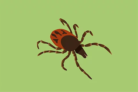 Illustration: Zecke auf grünem Hintergrund 