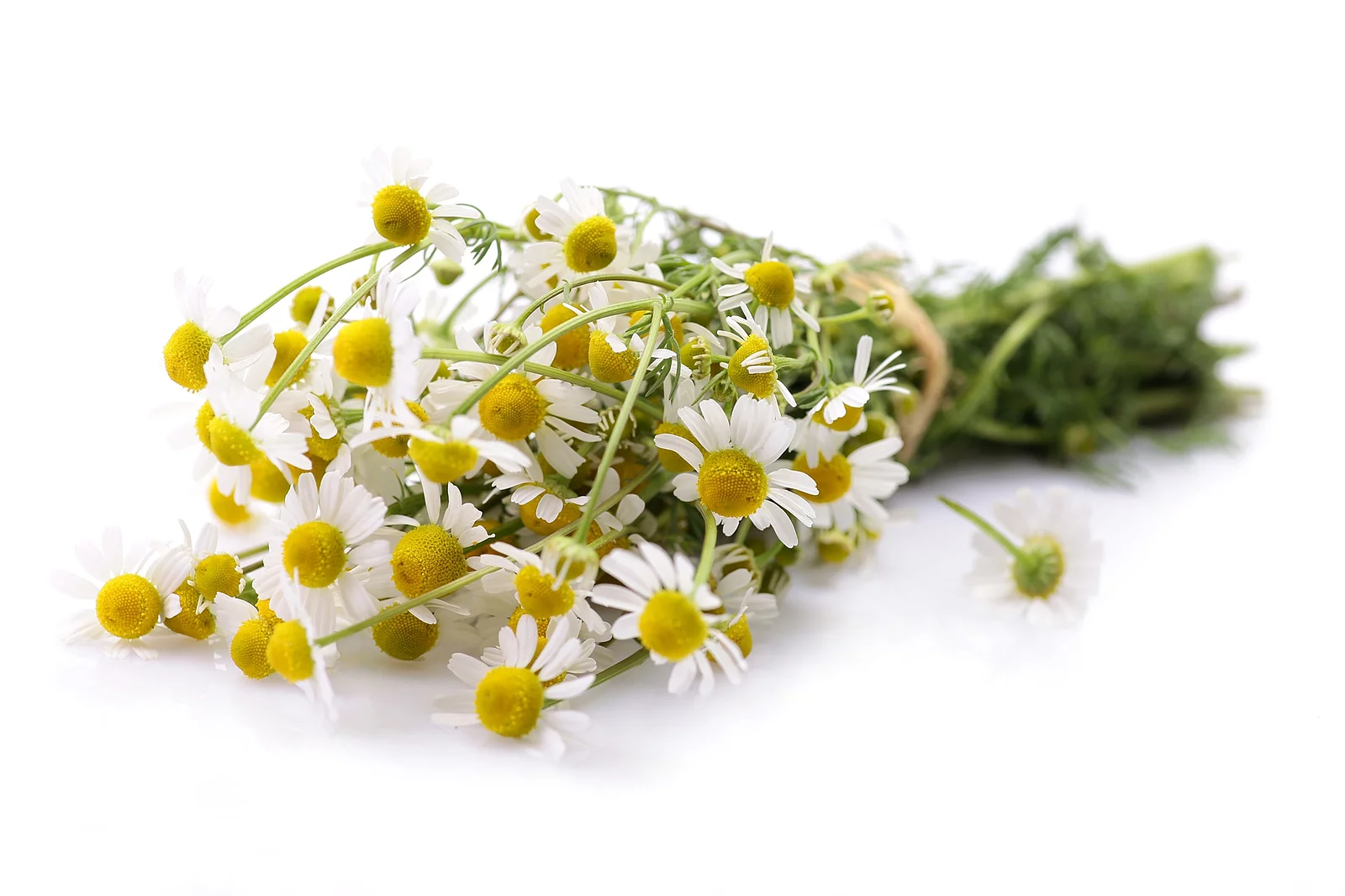 Kamillenblüten zu einem Strauß gebunden auf weißem Hintergrund