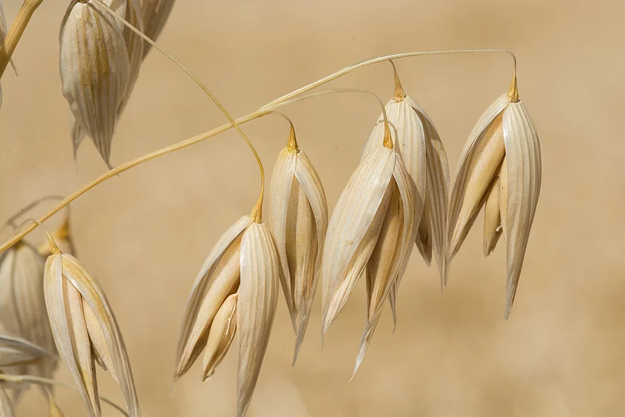 Hafer auf einem Feld