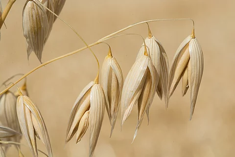 Hafer auf einem Feld