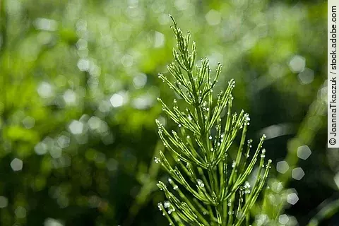 Acker-Schachtelhalm in der Natur