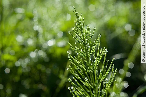 Acker-Schachtelhalm in der Natur
