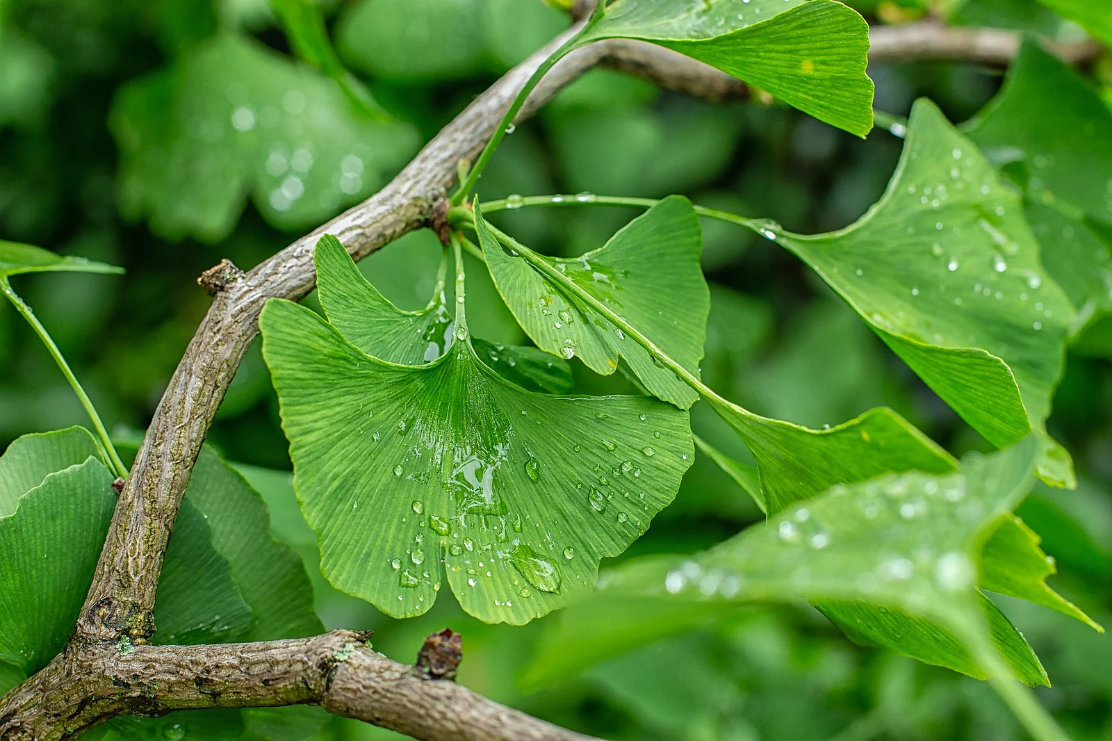 Grüne Blätter vom Ginkgo mit Regentropfen auf den Blättern.