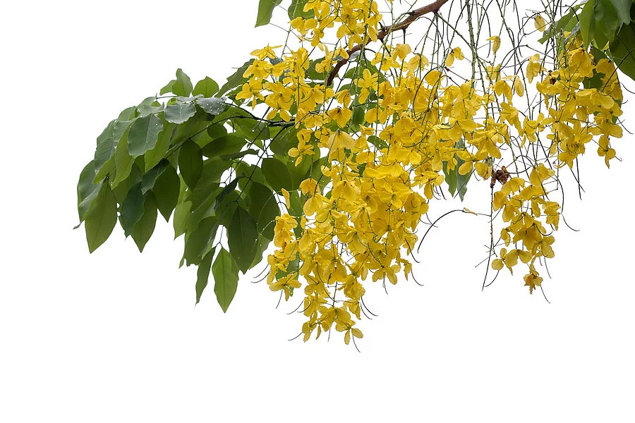 Yellow flower of Golden Shower Tree, Cassia fistula or Thai peop gelbe Blüten des Goldregens, freigestellt