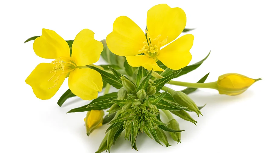 Blüte einer Nachtkerze freigestellt auf weißem Hintergrund