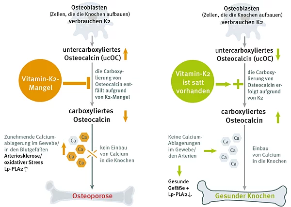 Grafik: Vitamin K2 im Calcium-Stoffwechsel