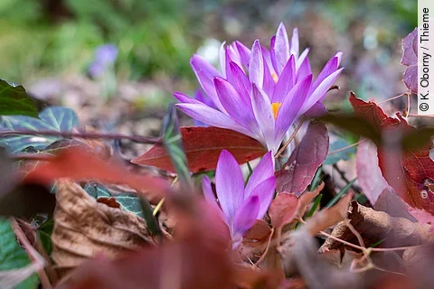Blühende Herbstzeitlose im Herbstlaub