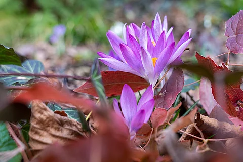 Blühende Herbstzeitlose im Herbstlaub