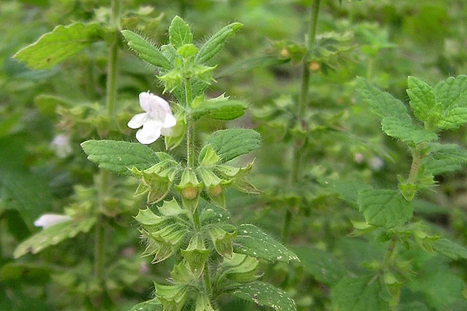 blühende Melisse