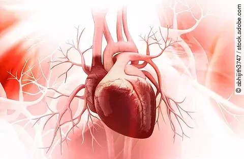 Illustration: Anatomie eines menschlichen Herzens