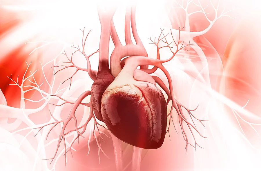 Illustration: Anatomie eines menschlichen Herzens