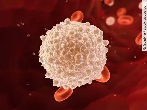 Nahaufnahme eines weißen Blutkörperchens.