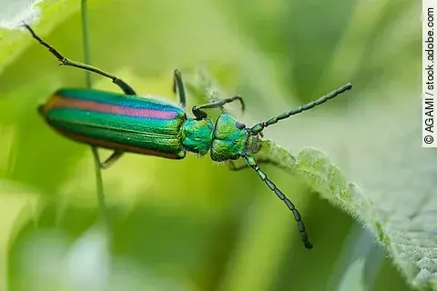 Spanische Fliege auf einem Blatt