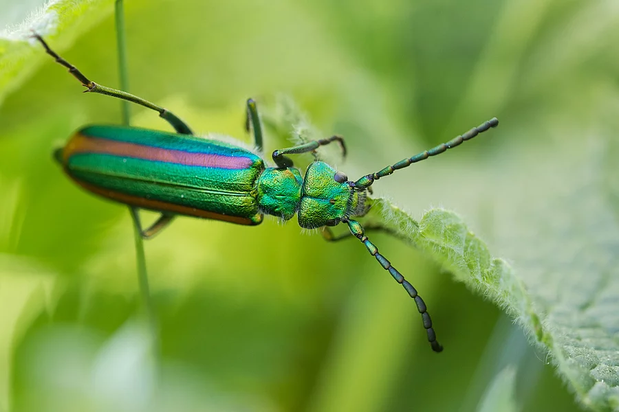 Spanish Fly, Lytta vesicatoria togata Spanische Fliege auf einem Blatt