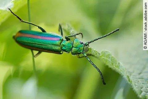 Spanische Fliege auf einem Blatt