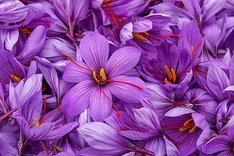 Lila Safran-Blüten