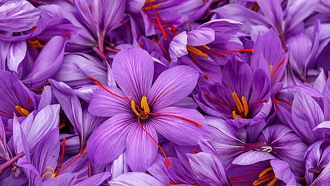Harvest Flowers of saffron after collection. Crocus sativus, commonly known as the "saffron crocus".Handful. Lila Safran-Blüten