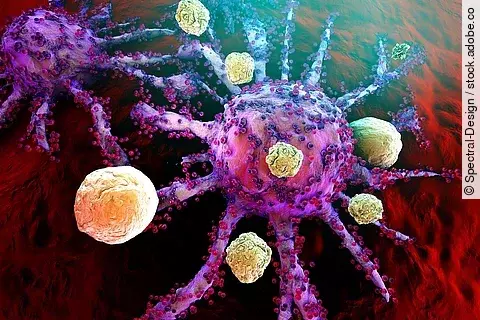 T-Zellen attackieren Tumorzelle