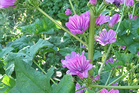 Wilde Malve (Malva silvestris)