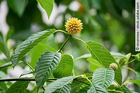 Kratomzweig mit Blättern und Blüte