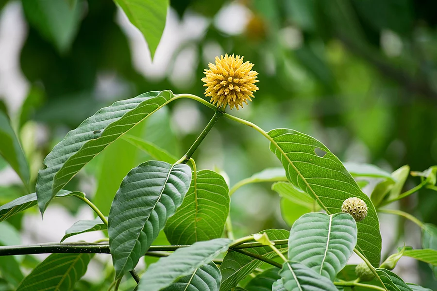 Kratomzweig mit Blättern und Blüte