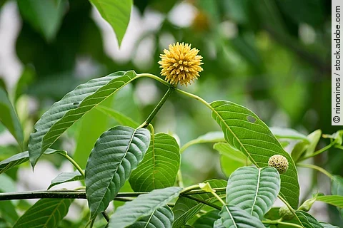 Kratomzweig mit Blättern und Blüte