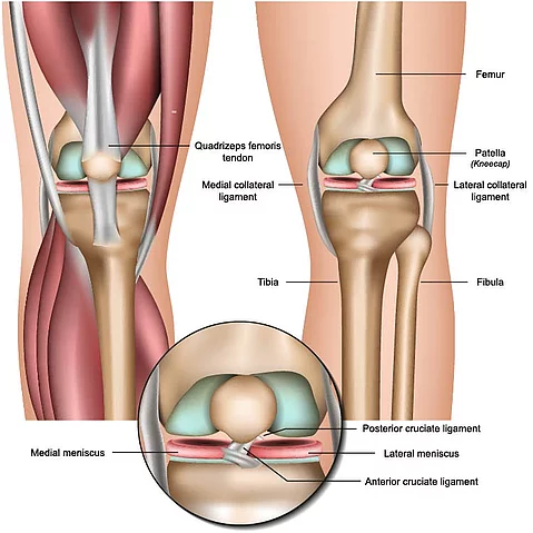 Illustration: Anatomie des Knies