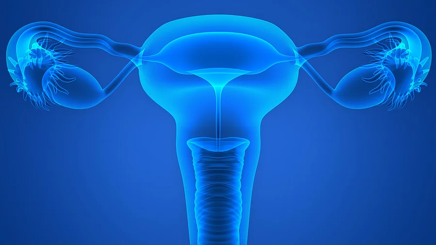 Illustration: weibliches Reproduktionssystem mit Gebärmutterhals, Gebärmutter, Eileitern und Eierstöcken Illustration: weibliches Reproduktionssystem mit Gebärmutterhals, Gebärmutter, Eileitern und Eierstöcken