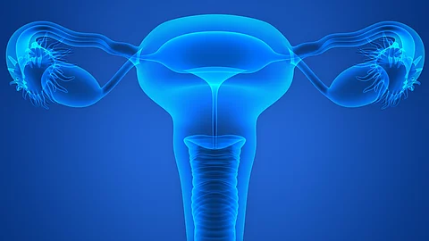 Illustration: weibliches Reproduktionssystem mit Gebärmutterhals, Gebärmutter, Eileitern und Eierstöcken