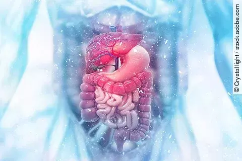 3D-Illustration des menschlichen Verdauungssystems.