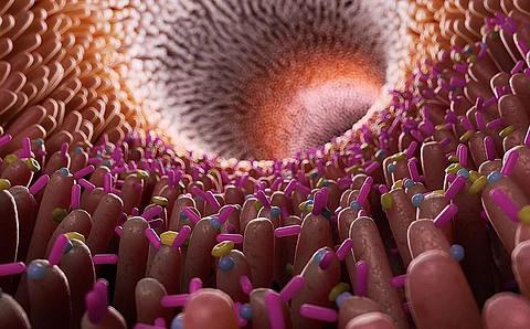 Animation der Darmflora mit Bakterien