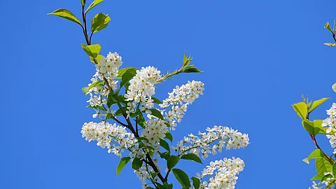 Amerikanische Traubenkirsche Blüten vor blauem Himmel.