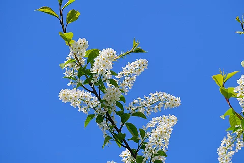Amerikanische Traubenkirsche Blüten vor blauem Himmel.