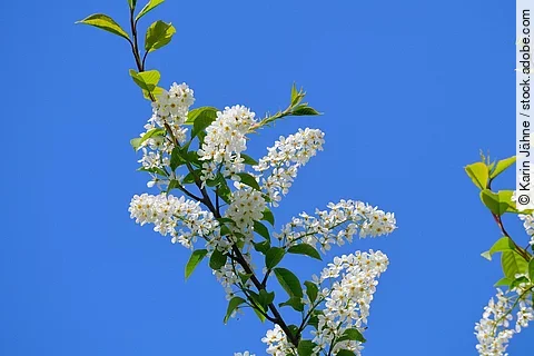 Amerikanische Traubenkirsche Blüten vor blauem Himmel.
