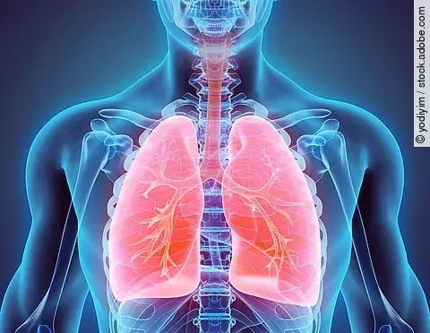 3D-Illustration einer Lunge im männlichen Körper. 