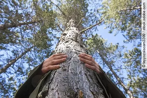 Sicht von unten, wie eine Frau einen Baum umarmt. 