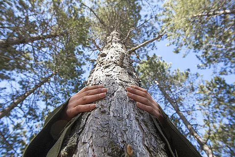 Sicht von unten, wie eine Frau einen Baum umarmt. 