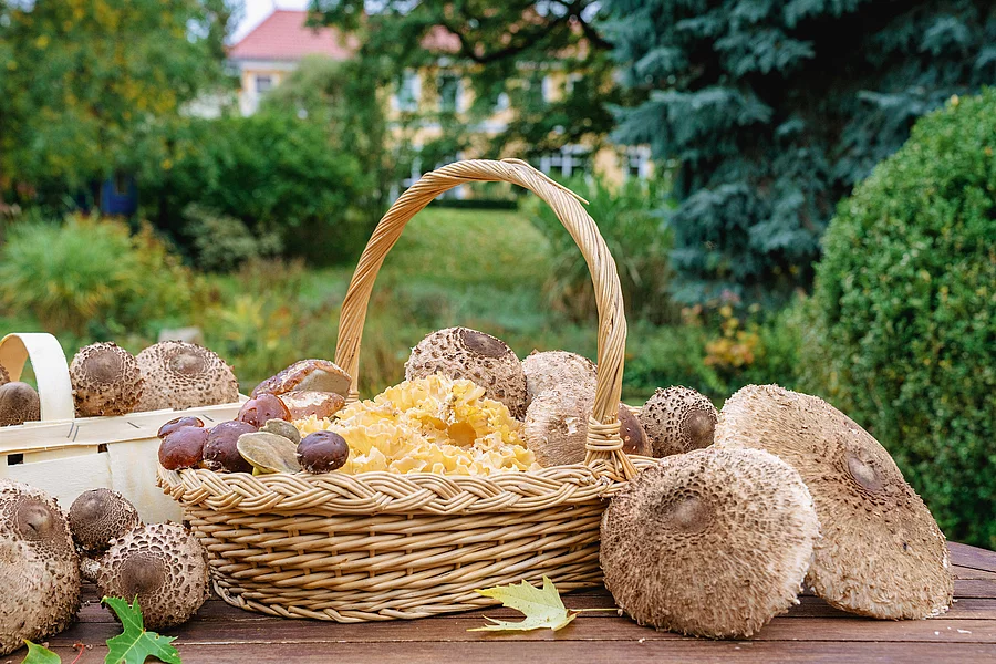 Korb gefüllt mit Pilzen
