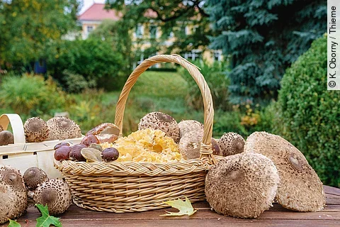 Korb gefüllt mit Pilzen