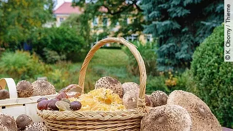 Korb gefüllt mit Pilzen