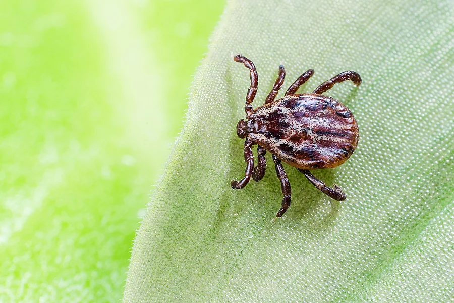 A dangerous parasite and infection carrier mite sitting on a gre Zecke auf einem Blatt