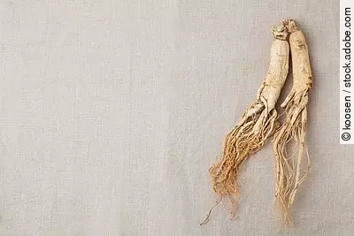 2 Ginseng-Wurzeln auf einem Leinentuch