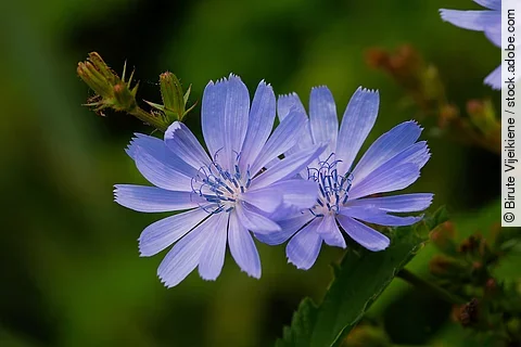 Zwei Blüten der Gemeinen Wegwarte in der Nahaufnahme.